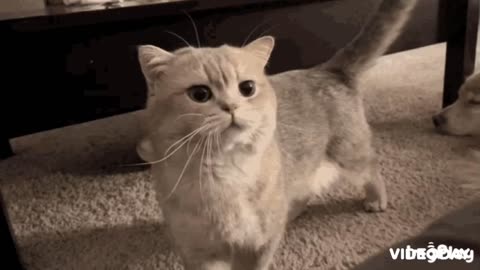 Cute Cat Gif