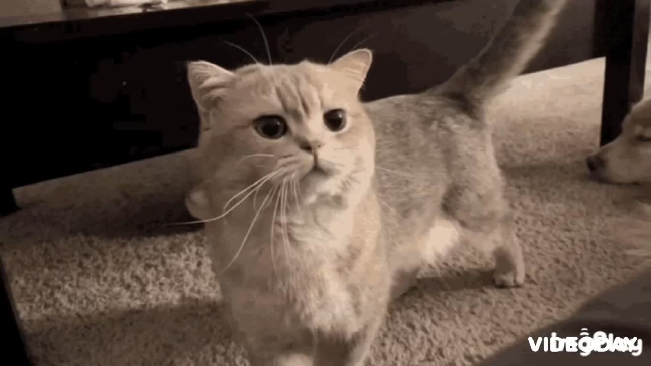 Cute Cat Gif