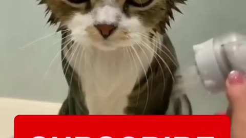 Котики
