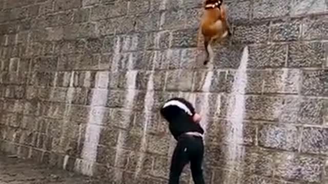Dogs That Fly - Malinois _ Alsatian Dogs Show Their Talent