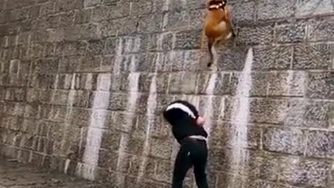 Dogs That Fly - Malinois _ Alsatian Dogs Show Their Talent