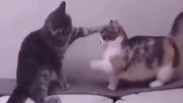 funny animal videos to make you laugh