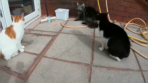 Vicious Cat Fight Caught On Camera