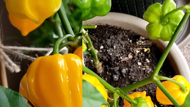 Growing Peppers Indoor 1 #peppers #ghostpepperchallenge