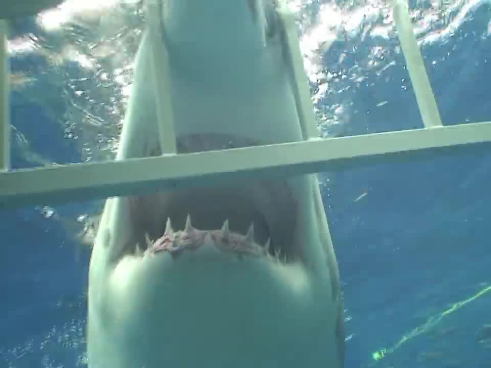 Swimming With A Great White Shark In Guadalupe, Mexico