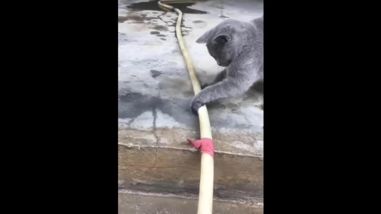 Oversized Lollipop