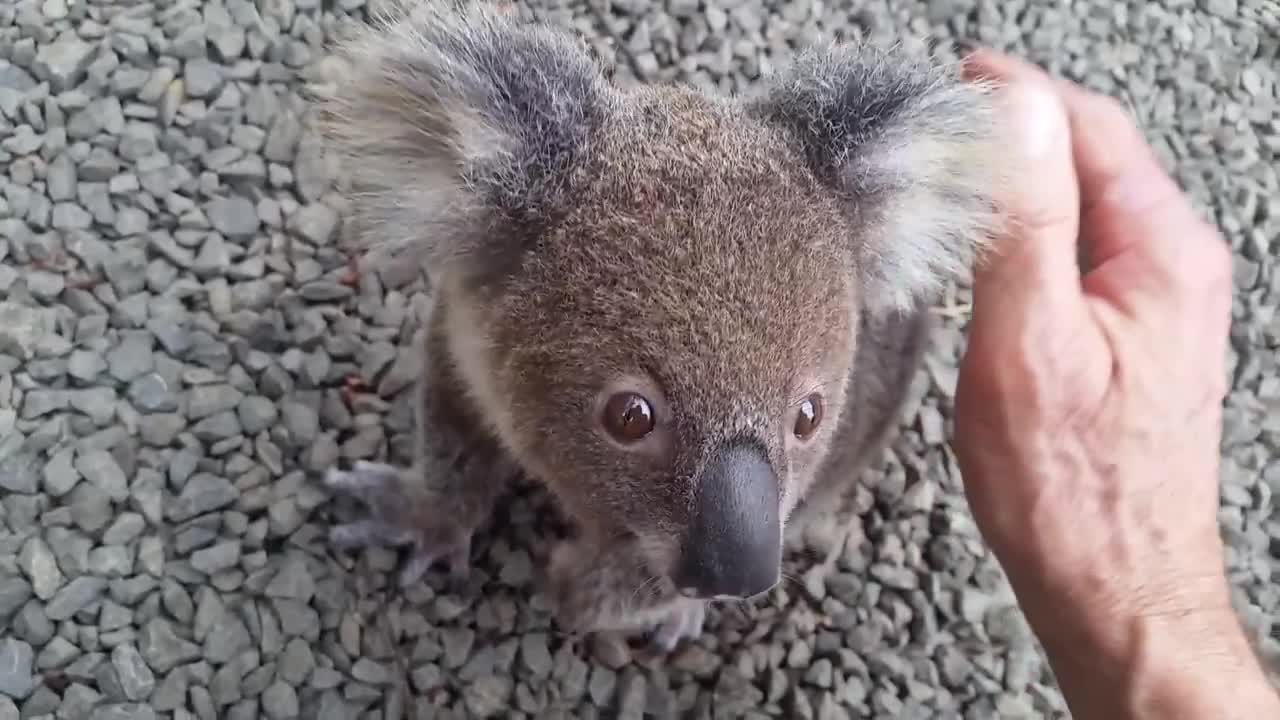 Koala baby rescue