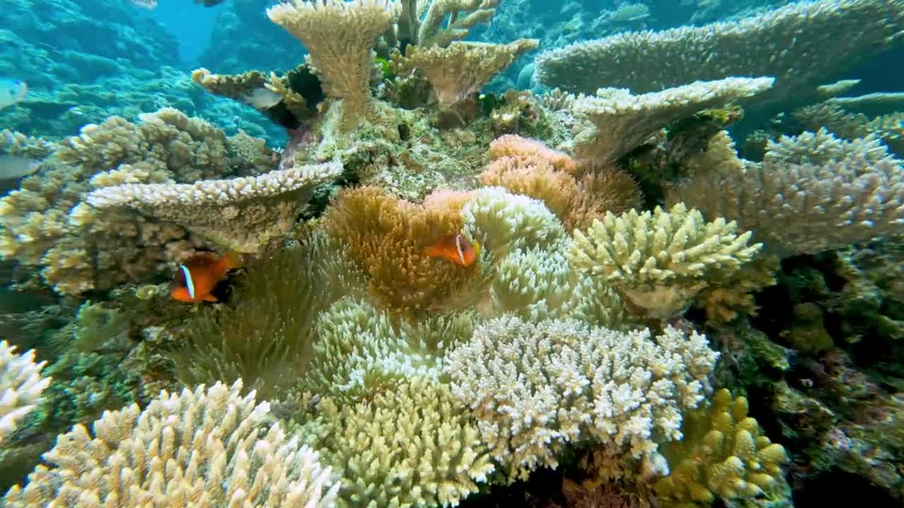 Peixes anêmonas de Fiji são imunes à picada paralítica de seus hospedeiros predadores