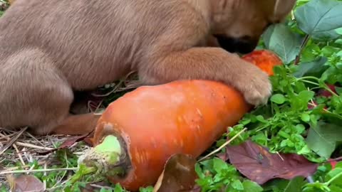 The funny puppy snatched the rabbit's carrot