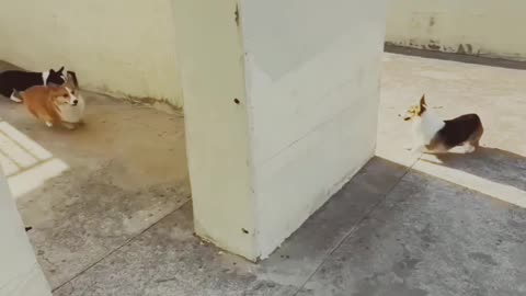 Dogs are playing