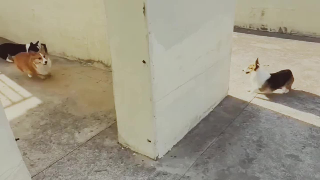 Dogs are playing