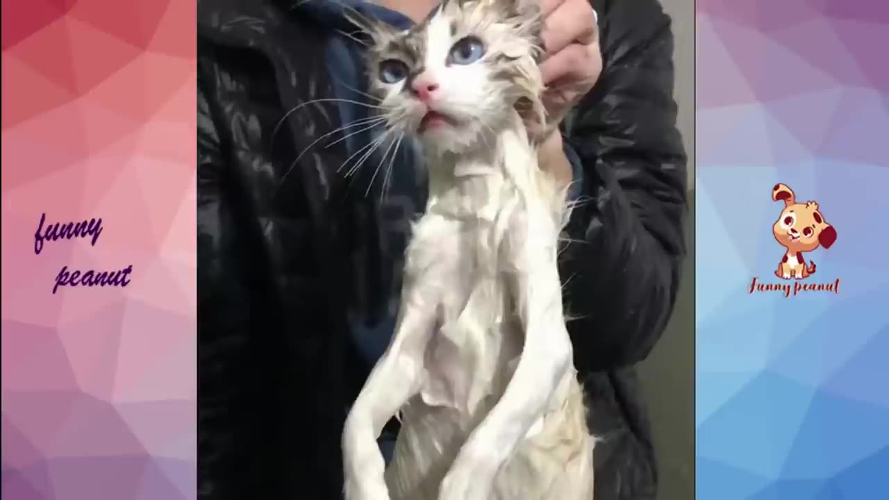 Cat's Reaction To Bathing-Why Cats Hate To Bathe? | Funny Pets