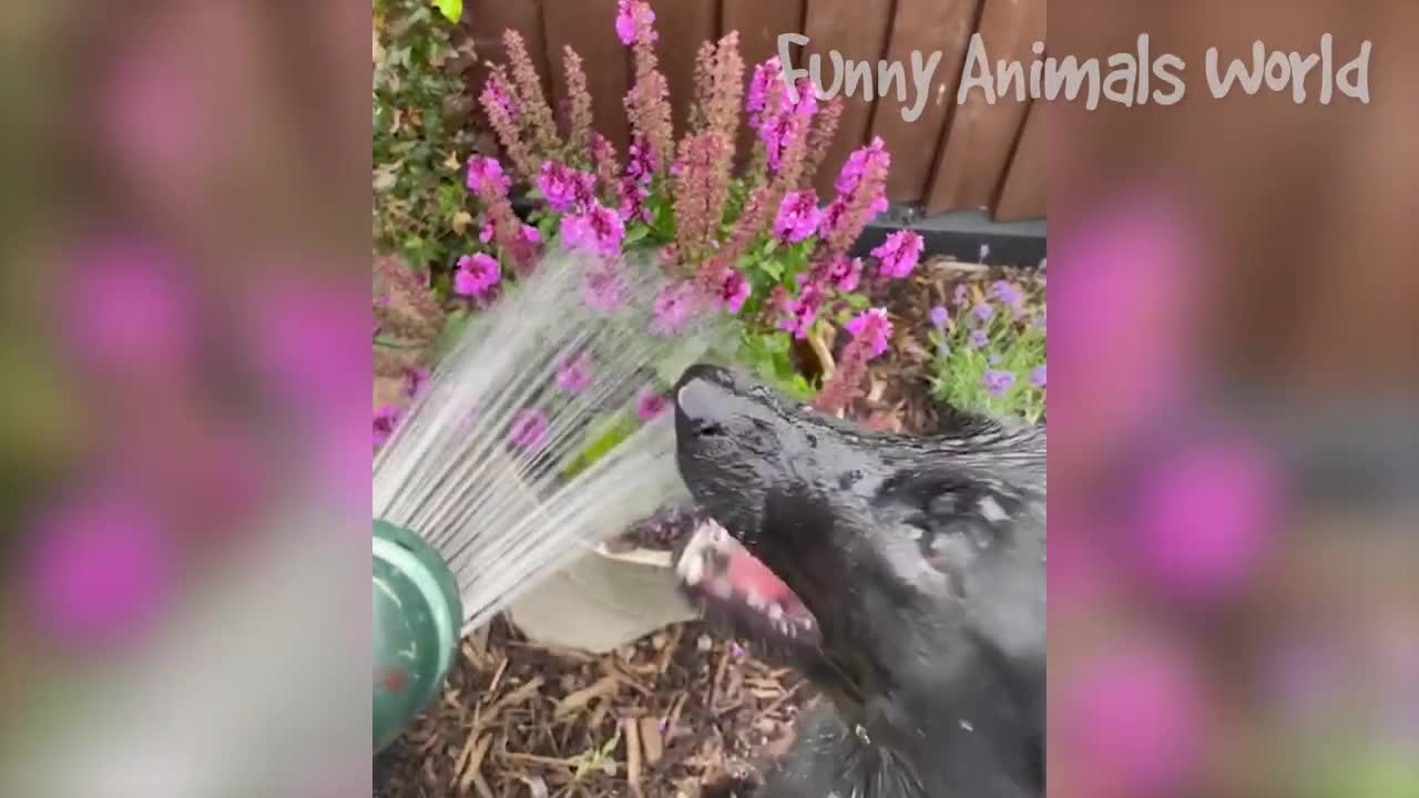 Funny animal videos :3