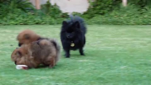 Pomeranians Family - Fur balls playing