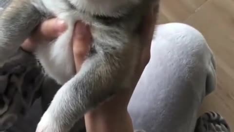 cute dog-This is the best howl