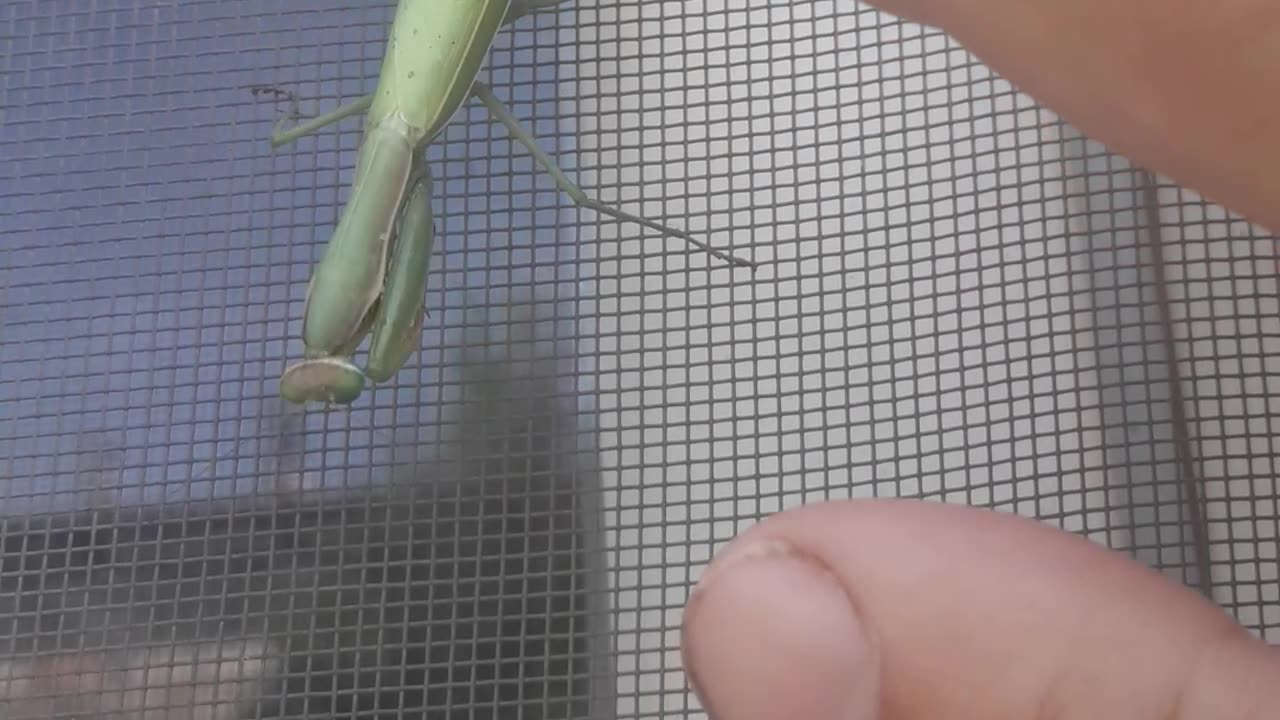 Touching the Mantis