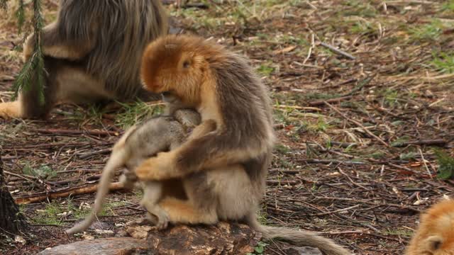 Funny animal video assembly #3| best pet funny video! | try not to laugh!