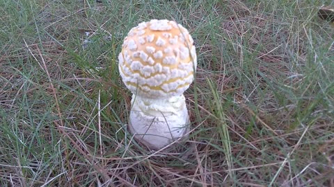 Mushroom