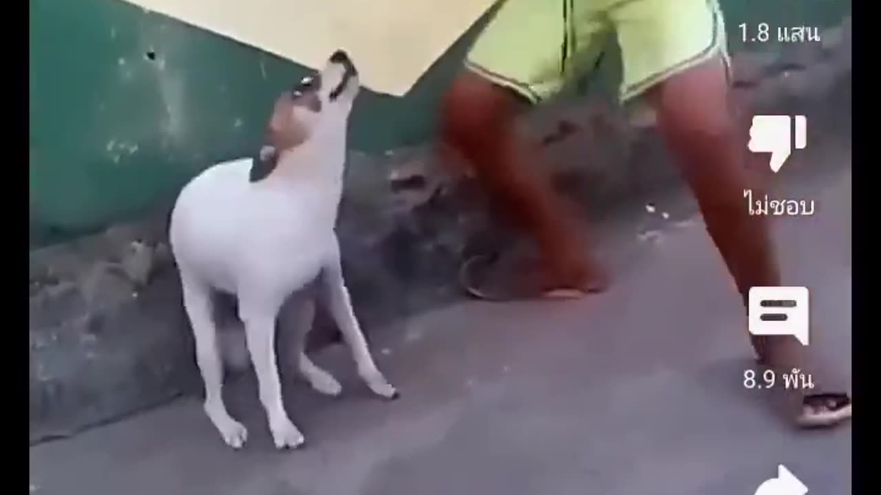 Dog dance