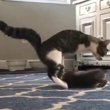 funny cute pet cats!! cute cats !! cat lovers!! #cats #cat #shorts