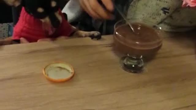 Cute Doggy Sharing Birthday Celebration Dessert