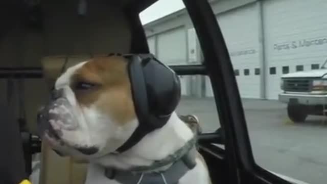 OWNER TRAIN HIS BULLDOG AS A CO -PILOT
