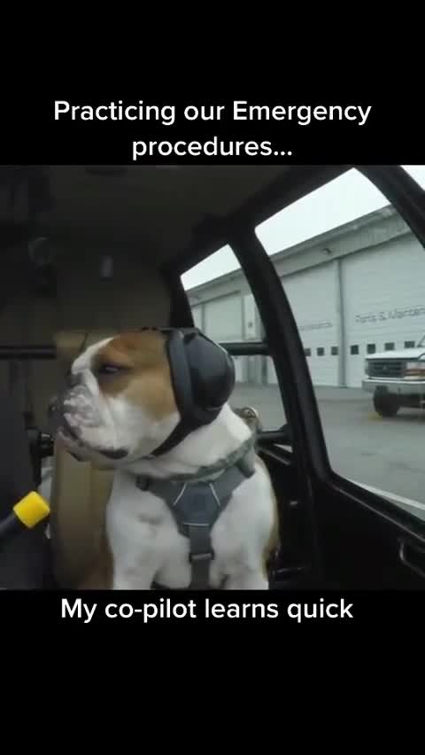 OWNER TRAIN HIS BULLDOG AS A CO -PILOT