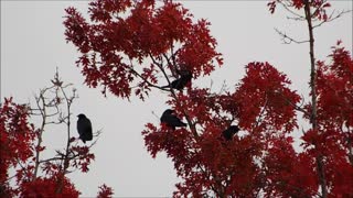 Black Crows