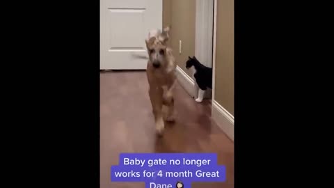 Funny Animal Videos 2022 😂 - Funniest Cats And Dogs Video 😺😍