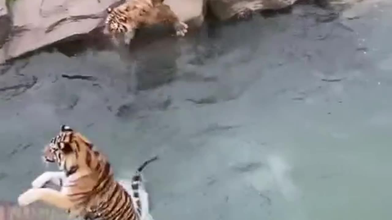 Make fun of tigers