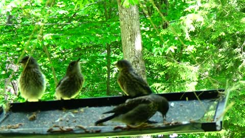 Four bluebird babies learning how to eat on their own