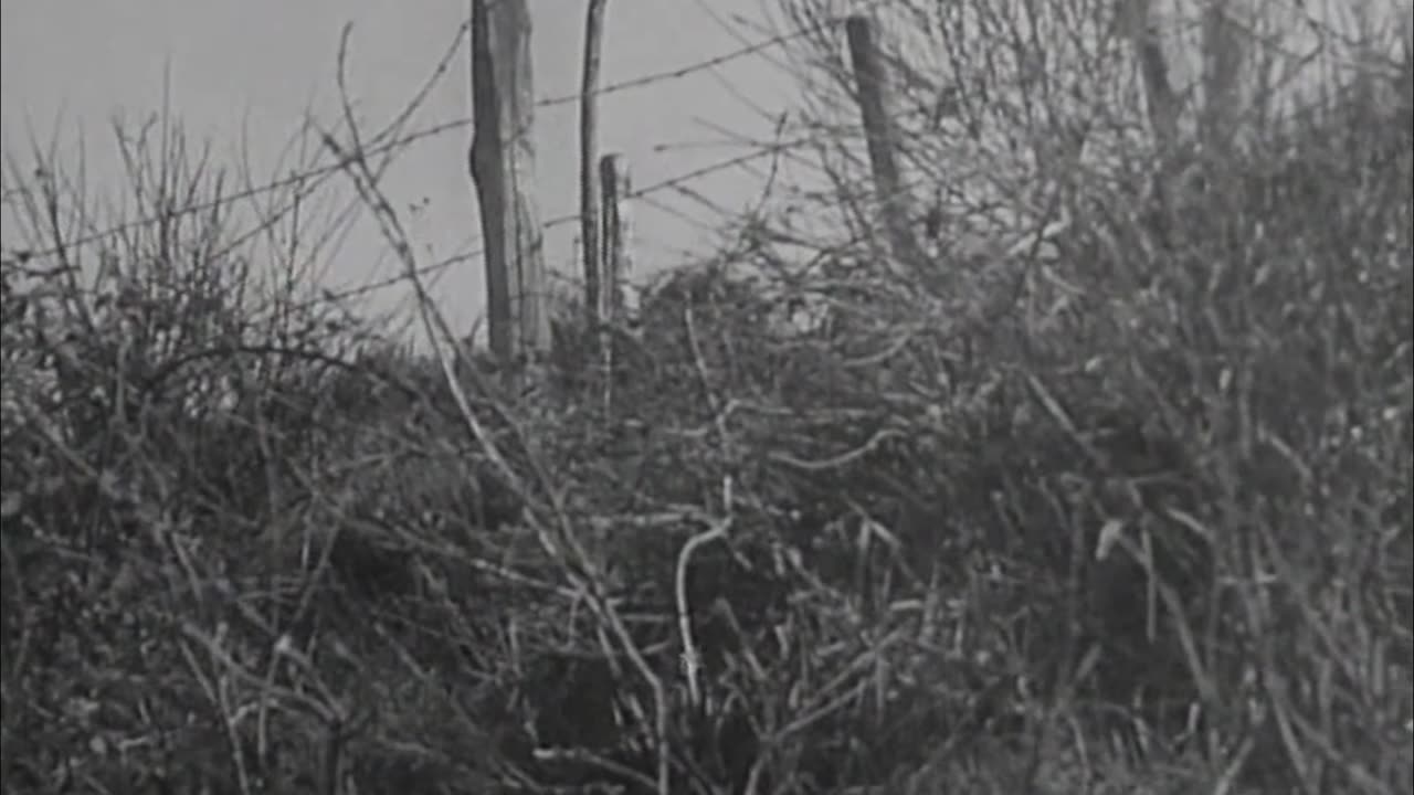 88mm Flak guns bring down a US bomber over Italy in 1944