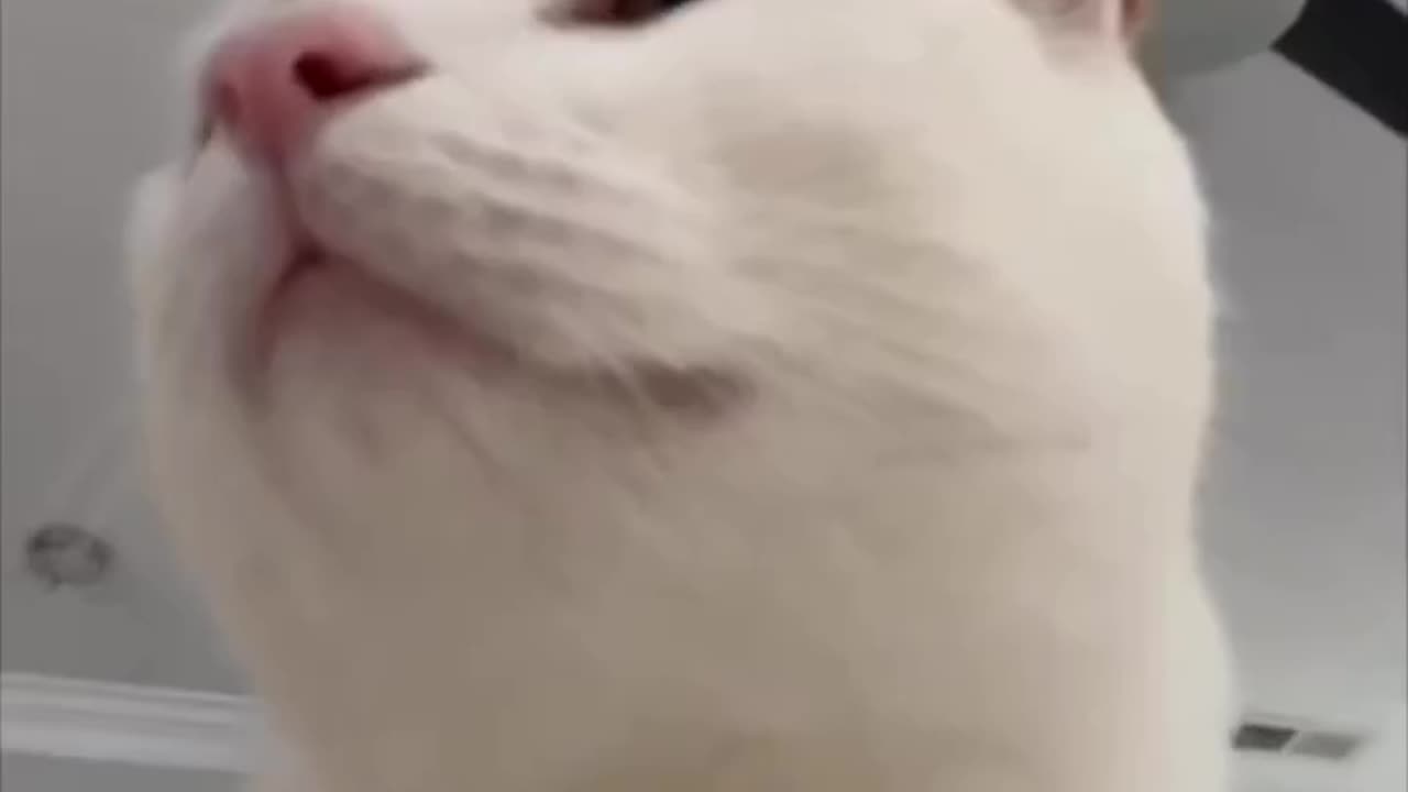 Cats show🐱🕺💃😂