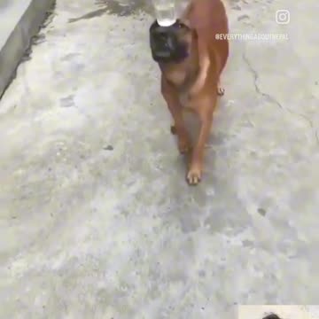 funny animal video. a funny dog. a funny cat. #animal #cat #dog #viral