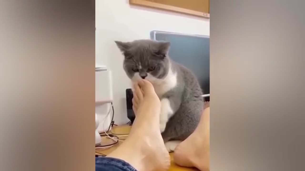 New funny Animal 2023