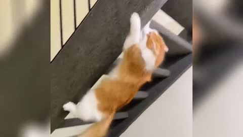 Exclusive treatment of unhappy cats funny videos