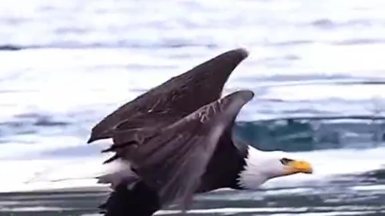 Eagle 🦅 catch a fish 🐟