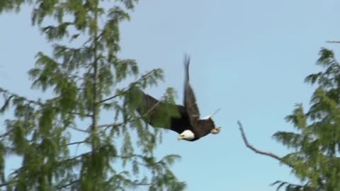 Bald Headed Eagle catches salmon