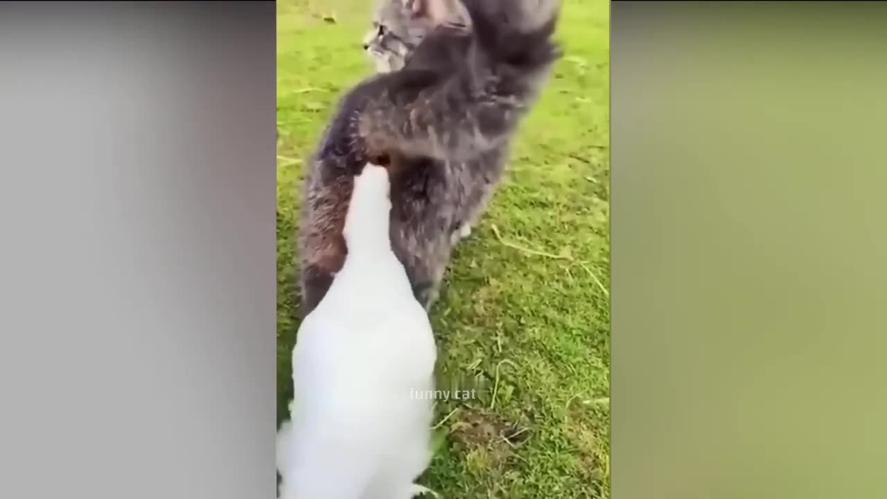 funny animal video