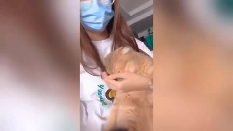 Funny animal videos