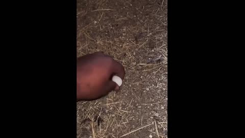 Funny Dogs _ 🤣 _ videos _ Try not to laugh _