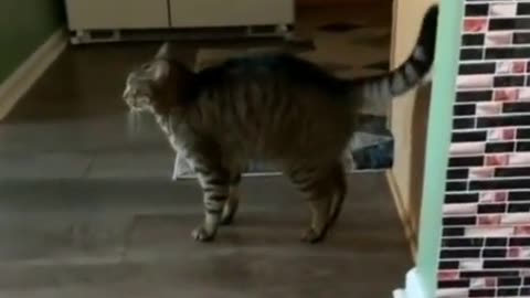 Cat Attack