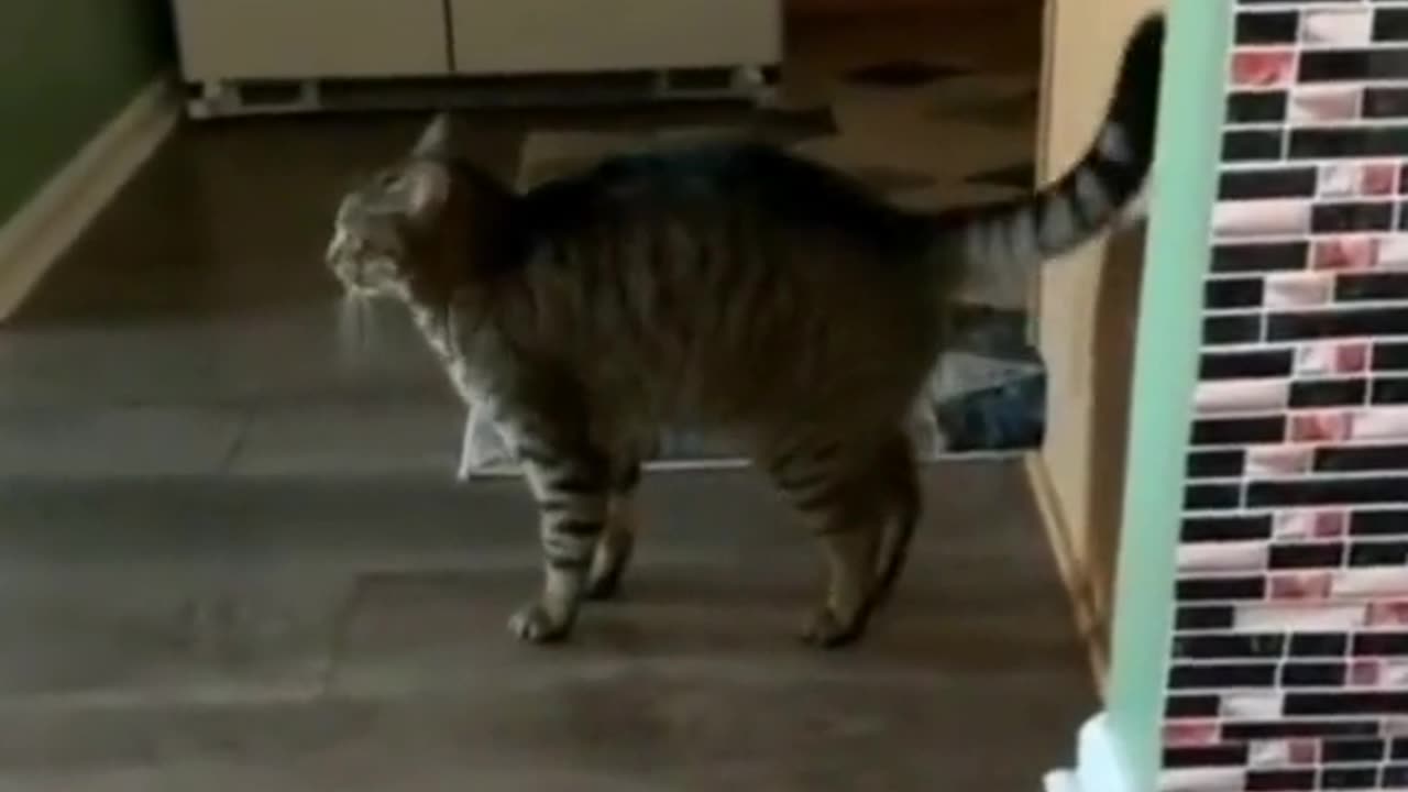 Cat Attack