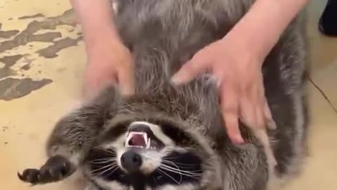 Raccoon being massaged