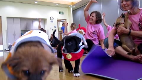 Yoga with Puppies - Pets Yoga - London - Labrador Retrievers Puppies