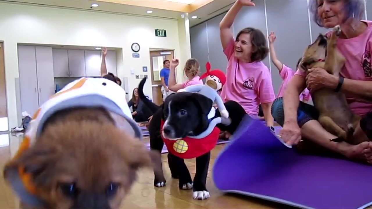 Yoga with Puppies - Pets Yoga - London - Labrador Retrievers Puppies