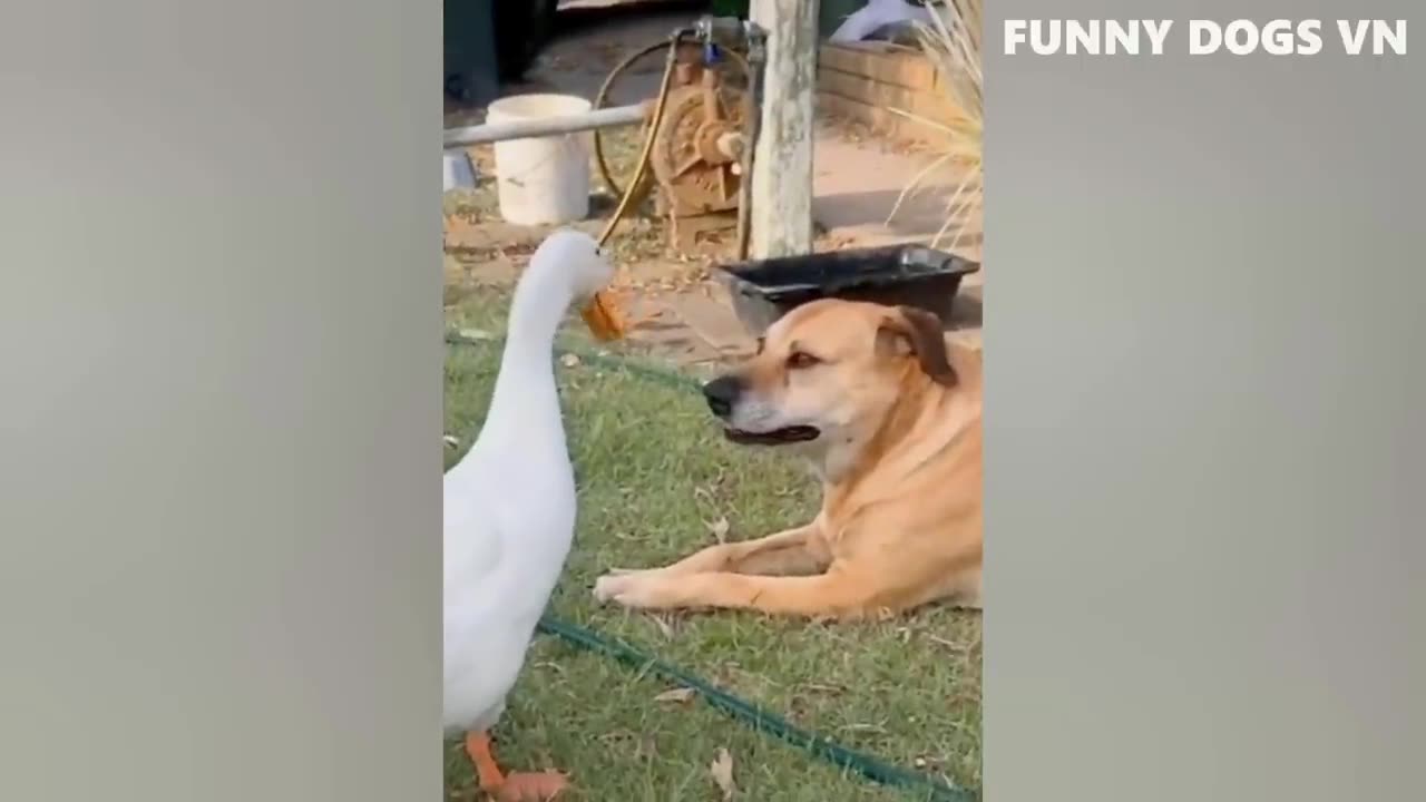 funniest animal video