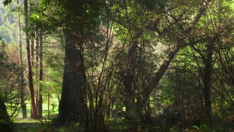 4K FREE STOCK FOOTAGE - Pan Across Forest