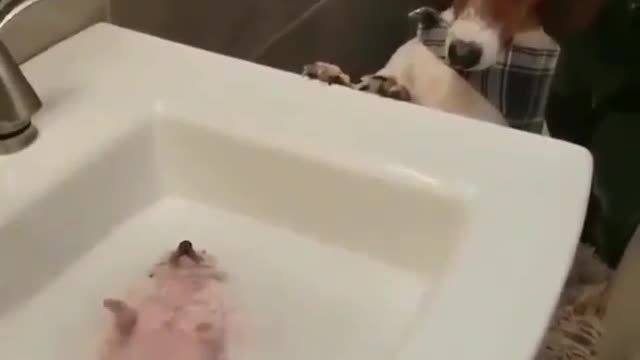 A dog that likes bathing