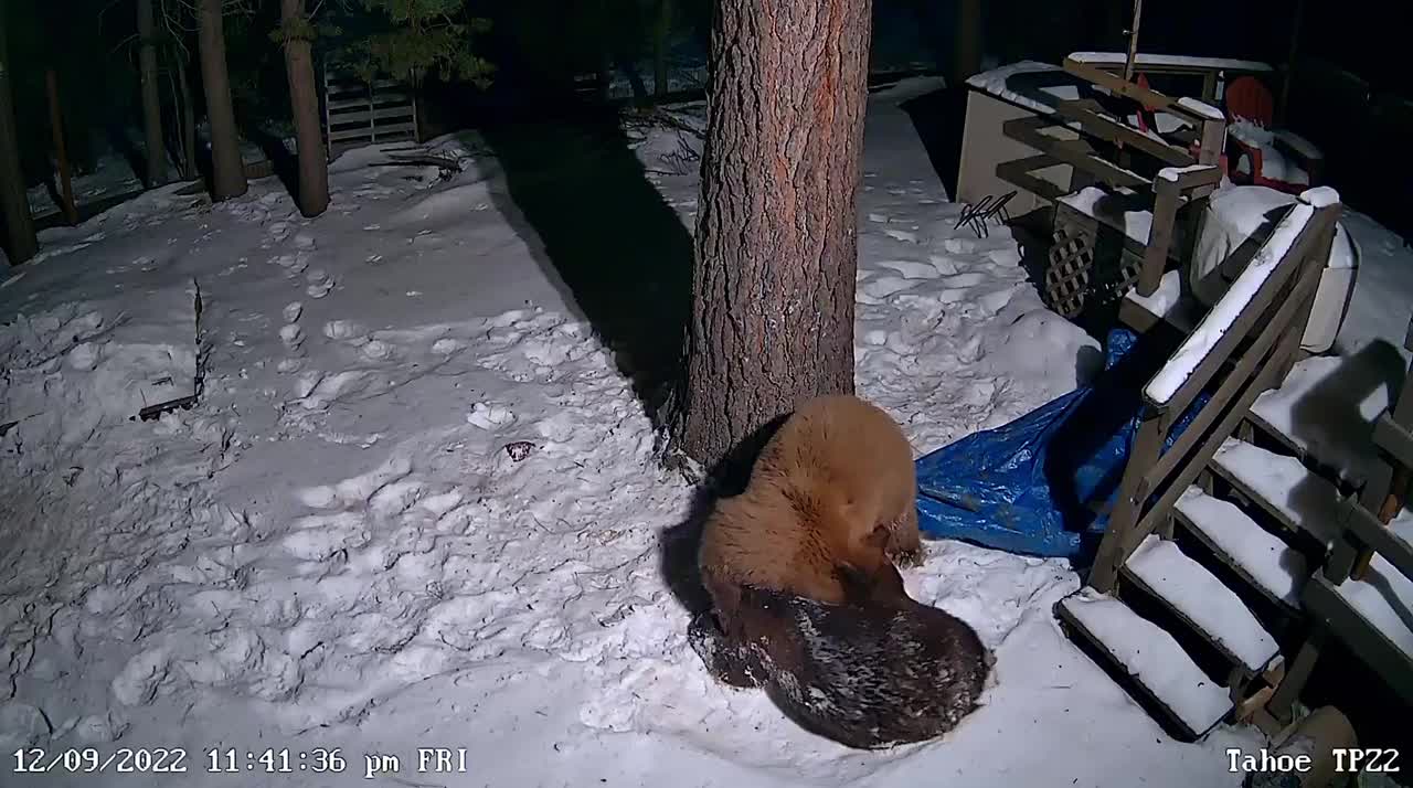 Bears Wrestling in the Snow